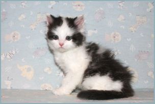 Male Siberian Kitten from Deedlebug Siberians